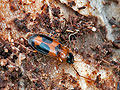 Badister_bullatus_bt2074