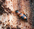 Badister_bullatus_bt2076