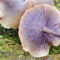 Baeospora_myriadophylla_bi8442