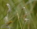 Baeothryon_alpinum_a252
