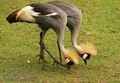 Balearica pavonina UK: black crowned-crane Crowned Crane DK: Vestafrikansk krontrane FI: Kruunukurki FR: Grue couronne NL: Sudaanse Zwarte Kroonkraan Kroonkraanvogel IT: Gru coronata HU: Korons daru DE: Kronenkranich PL: uraw koroniasty SK: eriav korunkat CZ: Jeb pav ES: Grulla Coronada SE: Krontrana