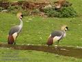 Balearica pavonina UK: black crowned-crane Crowned Crane DK: Vestafrikansk krontrane FI: Kruunukurki FR: Grue couronne NL: Sudaanse Zwarte Kroonkraan Kroonkraanvogel IT: Gru coronata HU: Korons daru DE: Kronenkranich PL: uraw koroniasty SK: eriav korunkat CZ: Jeb pav ES: Grulla Coronada SE: Krontrana