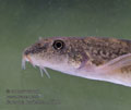 Barbatula_barbatula_pd5994