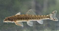 Barbatula_barbatula_pd6007