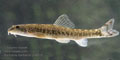 Barbatula_barbatula_pd6015