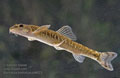 Barbatula_barbatula_pd6023