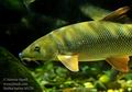 Barbus_barbus_h0128
