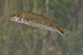 Barbus_meridionalis_re4648