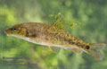 Barbus_meridionalis_re5546