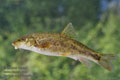 Barbus_meridionalis_re5549