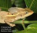 Basiliscus_vittatus_dd4387