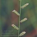 Beckmania_eruciformis_af0524