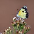 Belenois_creona_bb5995
