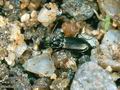 Bembidion_ascendens_10566