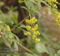 Berberis_vulgaris_ab0522