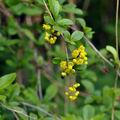 Berberis_vulgaris_bj5845