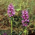 Betonica_officinalis_4659