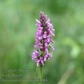 Betonica_officinalis_af4084