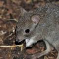 Bettongia_penicillata_be1915