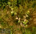 Betula_nana_4661