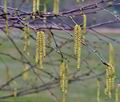 Betula_pendula_hz1291