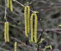 Betula_pendula_hz1313