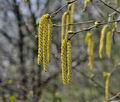 Betula_pendula_hz1323