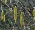 Betula_pendula_hz1331