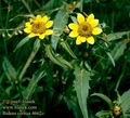 Bidens_cernua_4662