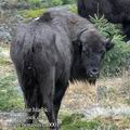 Bison_bonasus_ea0001