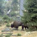 Bison_bonasus_ea0022