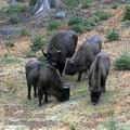 Bison_bonasus_ea0025