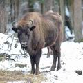 Bison_bonasus_hc6438