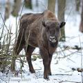 Bison_bonasus_hc6457