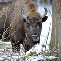 Bison_bonasus_hc6468