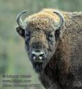 Bison_bonasus_hf7907