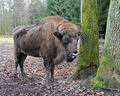 Bison_bonasus_hf7921