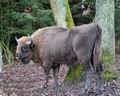 Bison_bonasus_hf7938