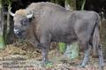 Bison_bonasus_hf7941