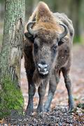 Bison_bonasus_hf7955