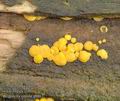 Bisporella_citrina_a8863