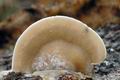 Bjerkandera_adusta_a8933