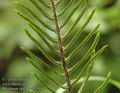 Blechnum_spicant_a5255