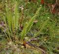 Blechnum_spicant_dd3179