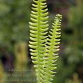 Blechnum_spicant_dd3183