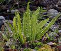 Blechnum_spicant_dd3207