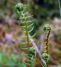 Blechnum_spicant_dd3211