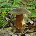 Boletus_aereus_bh8017