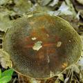 Boletus_aereus_bh8026