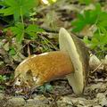 Boletus_aereus_bh8035